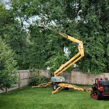 Best Tree Cabling and Bracing  in Collings Lakes, NJ