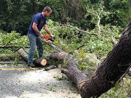 Best Storm Damage Tree Cleanup  in Collings Lakes, NJ