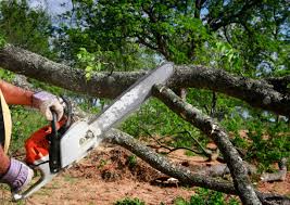 Best Hazardous Tree Removal  in Collings Lakes, NJ