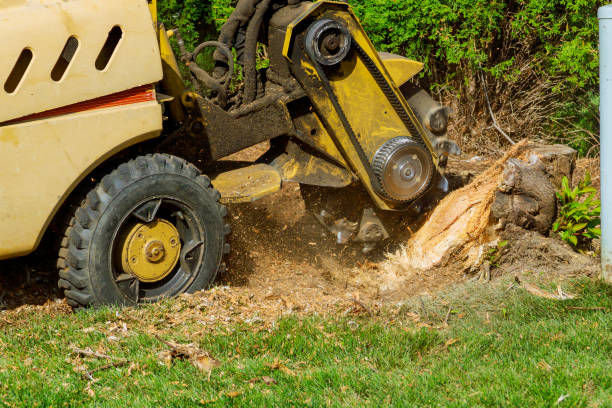 Best Tree Mulching  in Collings Lakes, NJ