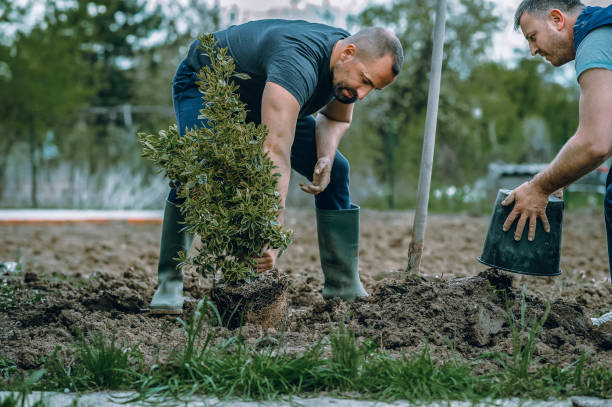 Best Seasonal Cleanup (Spring/Fall)  in Collings Lakes, NJ