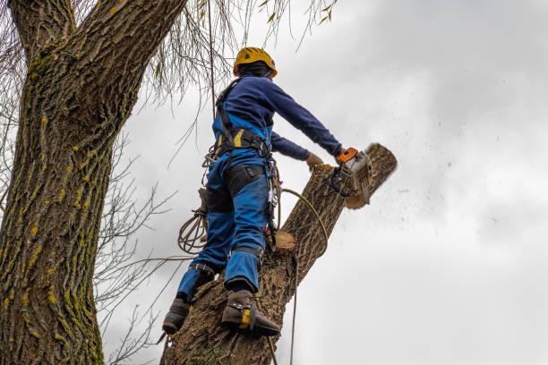 Best Tree Disease Treatment  in Collings Lakes, NJ