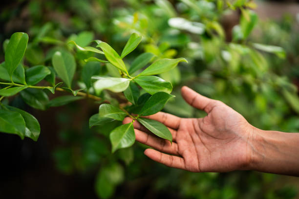 Best Fruit Tree Pruning  in Collings Lakes, NJ