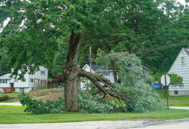 Best Commercial Tree Services  in Collings Lakes, NJ